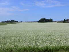 白い素朴な、そばの花が連続して続きます。