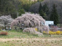 中島の地蔵桜