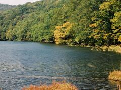 この森の中には、『蔦七沼』と呼ばれる７つの沼が点在している。
この散策路から観ることができるのは、少し離れたところにある赤沼を除いた六つ。
森の中をしばらく歩くと、急に目の前が開け、最初の沼である『蔦沼』に出た。
七つの沼の中で一番大きい沼で、とても解放感がある。
紅葉は、残念ながらまだ始まったばかりだったが、草紅葉は見頃だった。