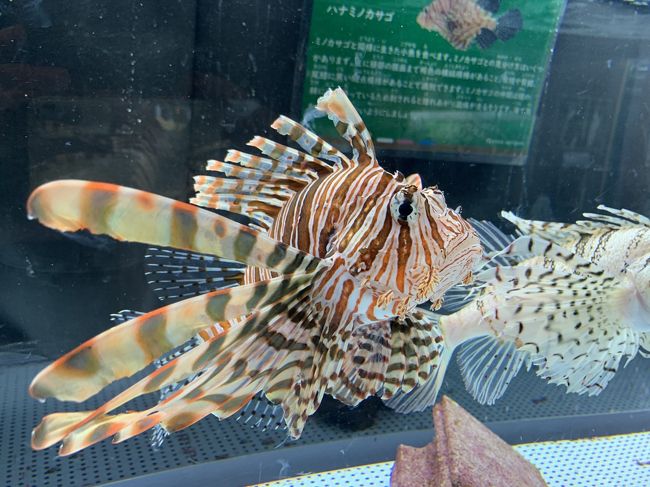 1年ぶりの県外ドライブ 室戸岬を抜けると台風風景だった むろと廃校水族館は 高知県の旅行記 ブログ By Olive Kenjiさん フォートラベル 1年ぶりの県外ドライブ 室戸岬を抜けると台風風景だった むろと廃校水族館は 高知県の旅行記 ブログ By Olive Kenjiさん フォートラベル