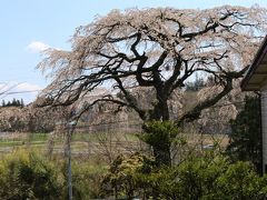 小沢宮の桜