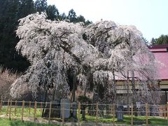 永泉寺の桜

樹齢400年のベニシダレザクラ
