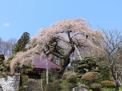 大乗寺の桜