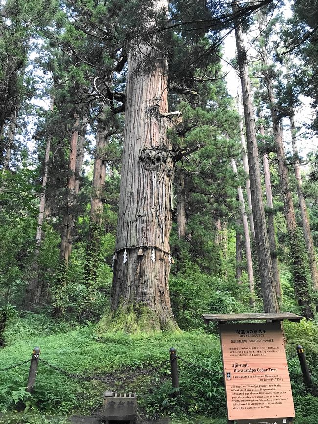 仔猫といっしょ計画 山形旅行2020 3日目 羽黒山編 鶴岡 山形県 の旅行記 ブログ By ジョニーさん フォートラベル 仔猫といっしょ計画 山形旅行2020 3日目 羽黒山編 鶴岡 山形県 の旅行記 ブログ By ジョニーさん フォートラベル