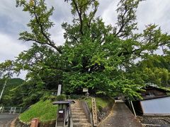 まだチャックインまで早いので下城のおおいちょうに
まだ紅葉には早いので緑ですが、所々黄色に色づき始めています。
紅葉は11月中旬かな？
樹齢1000年以上と言われる県下最大の大イチョウで国の天然記念物に指定されています。「ちちこぶさん」とも呼ばれていて、母乳の少ない女性がこの銀杏の樹皮を煎じて飲むと母乳の出が良くなると言い伝えられています。