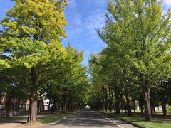 イチョウ並木

あと2週間。今年の金葉祭は一般公開しないと言うが‥