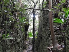 島の北部にあるバリバリ岩へ。岩盤が割れて人が一人通れるぐらいの裂け目が100メートル以上も続いており、ところどころにビロウの木が生えている。