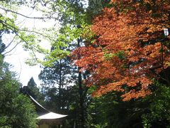 真山神社にて。9月上旬なのに紅葉している木が一本だけあった。