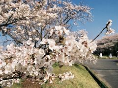 笠原桜公園