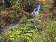 チャツボミコケの生育地は水のあるエリアで、遊歩道を少し歩くと、すぐに川沿いにチャツボミゴケの姿が見えてくる。

滝の下の川沿いの緑の絨毯がチャツボミコケだ。
