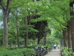 山下公園並木道.....緑が綺麗