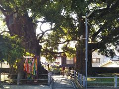 山王神社の大クス