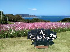 お花畑の秋桜園