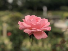 靱公園を散策してからドゥブルベボレロでケーキを買う 心斎橋 淀屋橋 大阪 の旅行記 ブログ By Yamaotokoy1さん フォートラベル