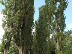 北海道大学総合博物館から西へ少し歩くと、ポプラ並木がある。

1912年に林学科学生の実習として植苗が行われたものだという。
2004年9月の台風18号により、半数近くのポプラが倒壊した。
全国からの寄付金で、倒木の立て直し、若木の植樹が行われてきた。
2020年の時点で、約80mが散策可能だが、その先は立入禁止となっている。
