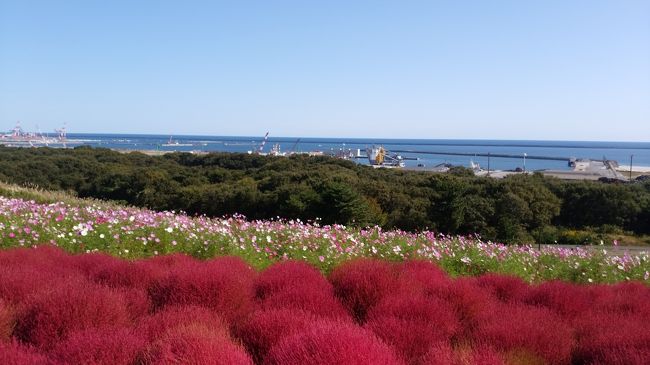 18年 ひたち海浜公園 コキアカーニバル ひたちなか 茨城県 の旅行記 ブログ By Hito27yasumiさん フォートラベル 18年 ひたち海浜公園 コキアカーニバル ひたちなか 茨城県 の旅行記 ブログ By Hito27yasumiさん フォートラベル
