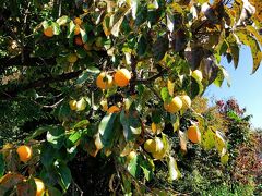 ぐるぐるした山道をナビを頼りにドライブ。
前回行けなかった吉祥寺を目指します。


http://www.kitijyouji.com/
いつ来てもお花がたくさんあって美しいお寺です。
コンパクトなので歩きやすいです。
入口には美味しそうな柿が（笑）


