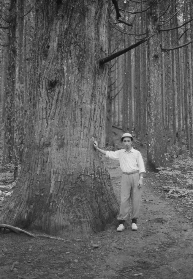 横瀬村根古屋からの武甲登山道の途中にあった大杉