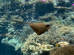 美ら海水族館、
結構な混み具合です。
最初はエイさん。