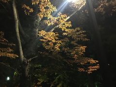 少し紅葉していました。