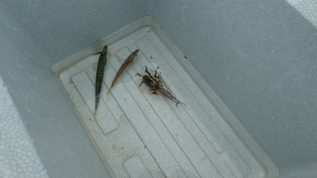 一応釣果です<br /><br />海に逃がして場所替えしましょう