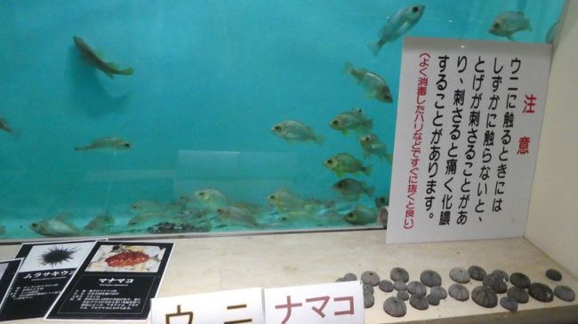 そこには当然魚と