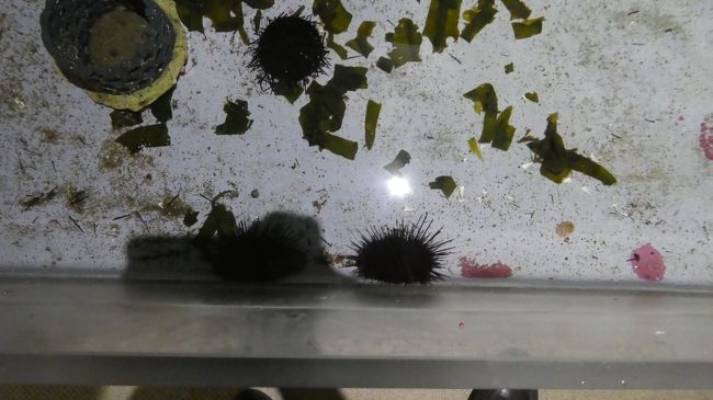 生き物と触れ合って<br /><br />ウニに触れるようになってました