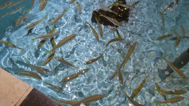 ホームページには　ドクターフィッシュも書いてありましたが<br /><br />これは小鯵ですね