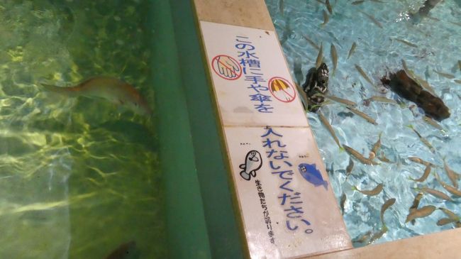 いろんな魚が居ましたが<br /><br />こちらは　手や傘を　入れないでくださいと<br /><br />傘を入れるってどんな奴が来るんだ？