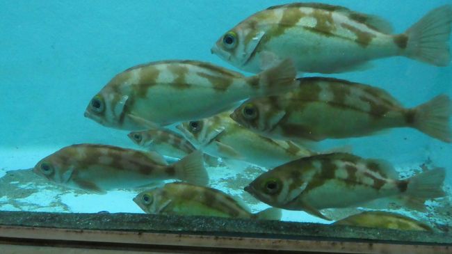 まぁ　こんな場所で魚みているだけでも楽しいけど<br /><br />釣りさせて欲しいとか<br />食べてみたいとか<br />そんな　おっさんボケは置いといて<br /><br />見どころへは…　