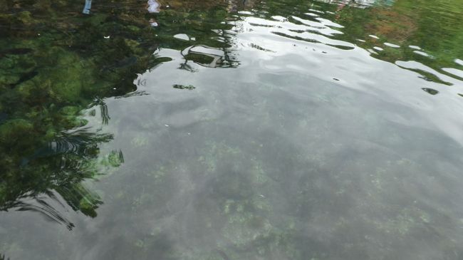 はしけの近くには　大きな魚がいました<br />餌付けしているみたいですね