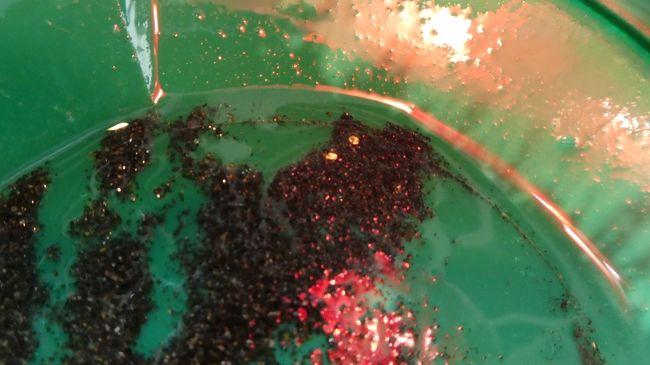 砂をさらっては　混ぜもって水で流し<br /><br />重たい金の粒だけ下に残るからと<br /><br />5回やって　一度残ればいいかな<br /><br /><br />この黒い砂の上に二つ残ったのがそれ