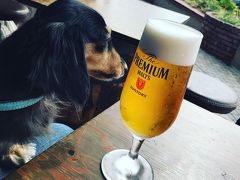 ランチへ。
犬と外で食事です。