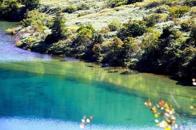 ☆五色沼火口壁西側のガレ場から見下ろした魔女の瞳<br /><br />特に見たかったのがこの透明感溢れる水面です。<br />この湖底まで見通せるのは無風で波が全く無いときだけです。<br />理想的には湖面全体が完璧な凪になればいいけれど<br />標高1746mもあり、長さ300mもある火口湖全体が凪になるなんて<br />奇跡的かも知れません。<br />それでも風の弱いときは部分的に波が全く立たない瞬間があるので<br />その瞬間を待ちながら撮影します。