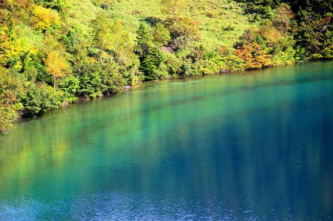 ☆五色沼火口壁西側のガレ場から見下ろした魔女の瞳<br /><br />魔女の瞳は水面回りの樹木の色からも影響を受けます。<br />この時期はミネカエデの黄色が反映し水がやや黄緑色にも見えます。