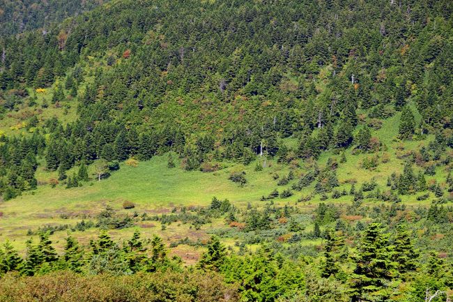 ☆一切経山北側登山道から見た魔女の瞳(五色沼)西側の谷地<br /><br />ぱっと見ヨーロッパアルプス山麓の牧歌的な風景にも見えます。<br />でも決定的な違いは緑のジュウタンは牧草ではなく<br />チシマザサです。<br />チシマザサはネマガリダケとも言い<br />茎の根元が曲がっていることに由来します。<br />またネマガリタケのタケノコはジダケなどとも呼ばれ<br />山菜としても人気があります。