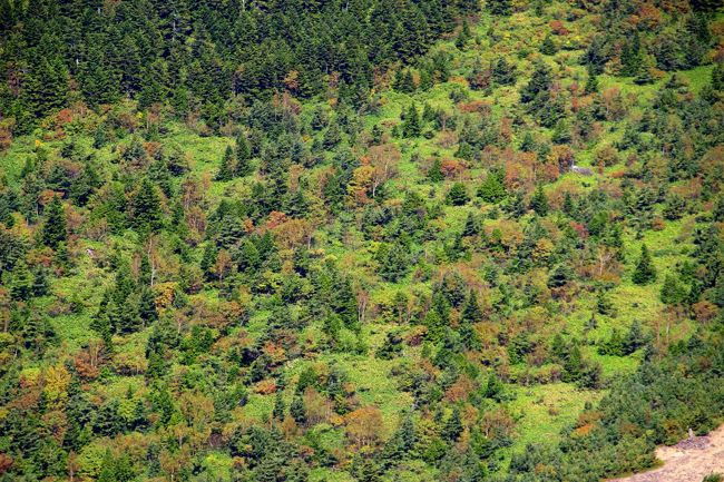 ☆一切経山北側登山道から見た魔女の瞳(五色沼)周辺の森