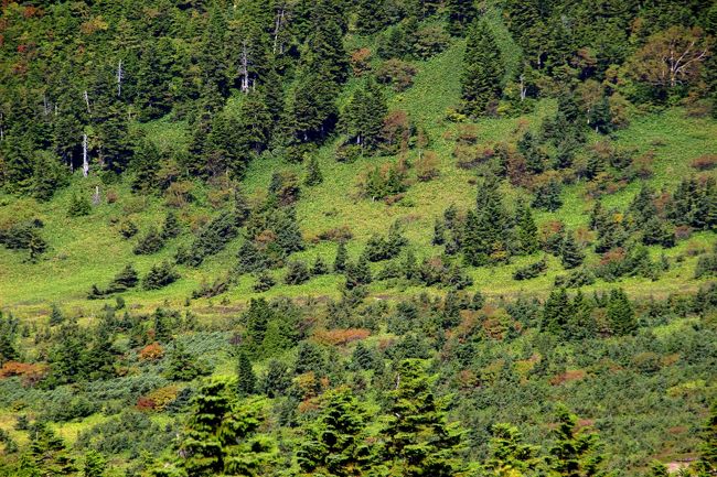 ☆一切経山北側登山道から見た魔女の瞳(五色沼)周辺の森<br /><br />三角錐の針葉樹はおそらくオオシラビソ。<br />オオシラビソは、多雪地帯の東北地方に多い針葉樹で<br />樹氷で有名な森吉山や蔵王山、八幡平、八甲田山などに多く自生します。<br />樹形は円錐形だが、風や雪で痛々しい樹形になっていることも多い。<br />別名でアオオモリトドマツとも呼ばれます。<br /><br />