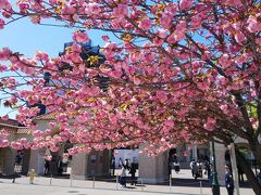 あれ　これは別日　桜が綺麗だった4/20のもの
初日は基本金曜日なので無理ですが
初日直後の公演はまだ公演者もお客さんも慣れなくて
まだ掴みきれず下手というのもあるけど反応が新鮮で
そして幻の場面や舞台とかに可能性もあるので見るのいい