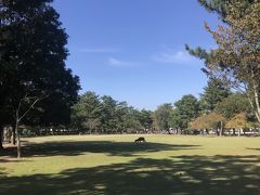 奈良公園！観光客が少なくて昔の奈良って感じでいいですね~^^秋晴れでした！