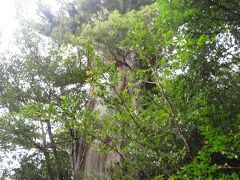 最短コースから遠回りになるが、途中の分岐で弥生杉へ向かうコースを歩く。
弥生杉は周りを木々に遮られ、あまりよく見えない。