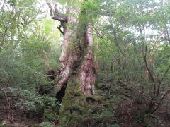 ウィルソン株からさらに登った場所にある大王杉。なかなかの大きさの杉。