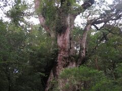 そして縄文杉。これまで見てきた木の中でも圧倒的に大きい。
