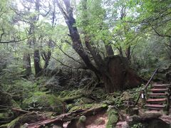苔むす森と名付けられた場所。屋久島の森は、スタジオジブリ作品の「風の谷のナウシカ」や「もののけ姫」の構想に影響を与えた場所と言われている。それにあやかったであろう、苔むす森には、もののけ姫の森という別名も付けられている。