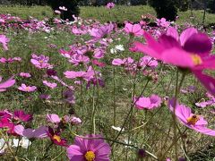 2日目はガーベラ団地にいきたかったのですが、日曜日はお休みで、昭和の森公園に寄って帰ることにしました。
昭和の森公園のコスモス。自由につんで持ち帰りok でした。綺麗でしたよ。