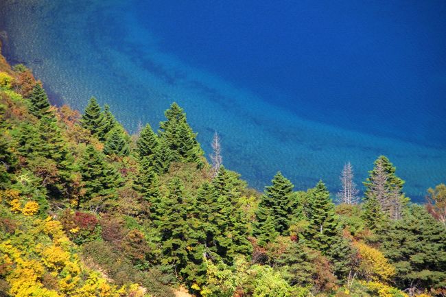 ☆一切経山(1949m)から見下ろす魔女の瞳(五色沼)<br /><br />オオシラビソの名前の由来はシラビソに似て<br />球果が約10cmと大きいので、「オオシラビソ」と名付けられました。<br />実際、黒い実がなっているとまるで小鳥が大群でとまっているかのようにも<br />見えたりします。