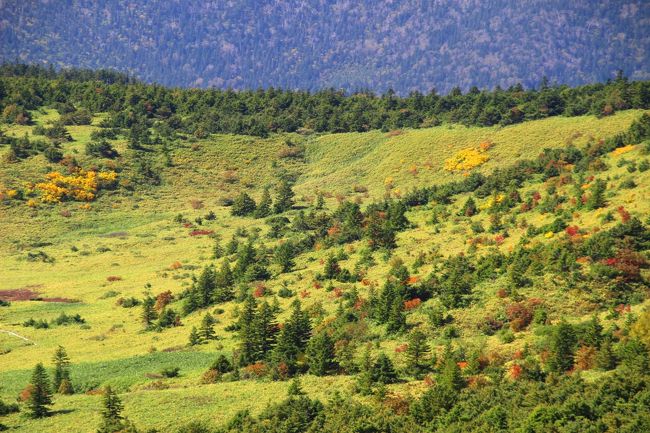 ☆一切経山登山道からの望む前大巓(1911m)(まえだいてん)山麓<br /><br />鎌沼や酸ヶ平湿原周辺の斜面はなぜか大きな森にはならず<br />オオシラビソなどが点々と生えているだけです。<br />森にならない理由は何でしょうね？