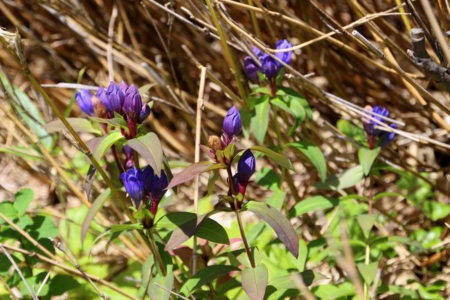 ☆一切経山登山道のエゾオヤマリンドウ（蝦夷御山竜胆）