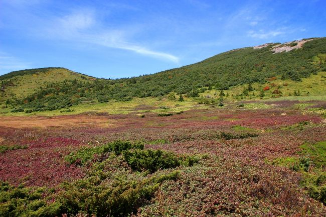 ☆一切経山登山道からの望む酸ヶ平、左手は前大巓(1911m)　<br />右手が平石山(1928m)<br /><br />赤っぽい草紅葉はクロママメノキ(黒豆の木/ツツジ科スノキ属)、<br />草ではなく落葉低木です。