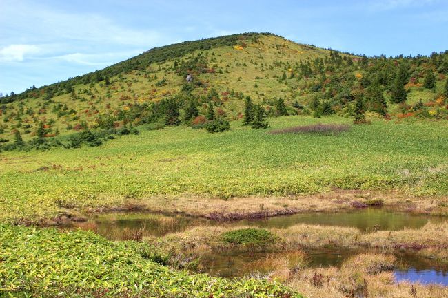 ☆鎌沼周回登山道から望む酸ヶ平湿原池塘＆前大巓(1911m)　<br /><br />吾妻星草はアヅマ（吾妻）の地域名がついている唯一の植物です。<br />吾妻連峰で唯一の固有種。<br />吾妻連峰の標高1500ｍから1760ｍの範囲の高層湿原のみで植生が確認されています。<br />ホシクサと言う発音からすると干し草を思い浮かべますが<br />ホシクサ科の花は花の形が小さな金平糖のような星型なので<br />ホシクサと呼ばれます。<br />